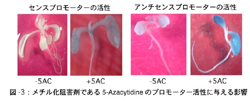メチル化阻害である5-Azacytidineのプロモーター活性に与える影響
