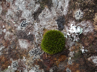 Lichens and mosses on the rock!