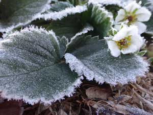 A heavy frost on the plants