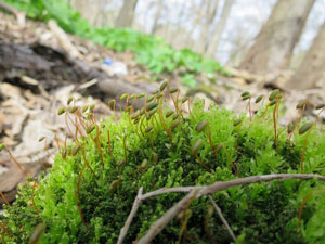 A moss in the campus