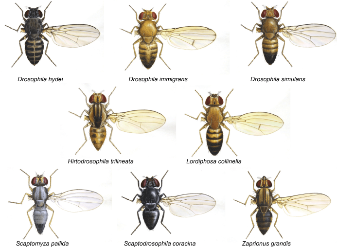Drosophila species